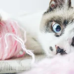 Bolas de pelo en gatos: síntomas y cómo evitarlas