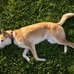 Mi perro tiembla mucho, ¿qué le pasa?