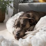 ¿Crees que tu mascota tiene fiebre? Descubre cómo saberlo