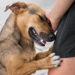 ¿Cómo saber si mi perro está sordo?