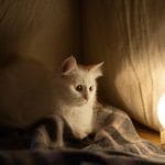 ¿Por qué mi gato no deja de maullar por la noche?