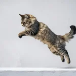 Síndrome del gato paracaidista: cómo evitar que tu gato caiga por la ventana