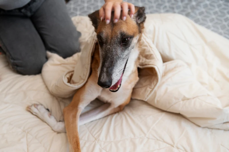 Mi perro tiene alergia