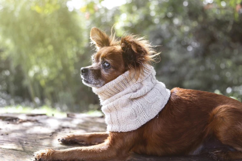 Perros con alergia en primavera