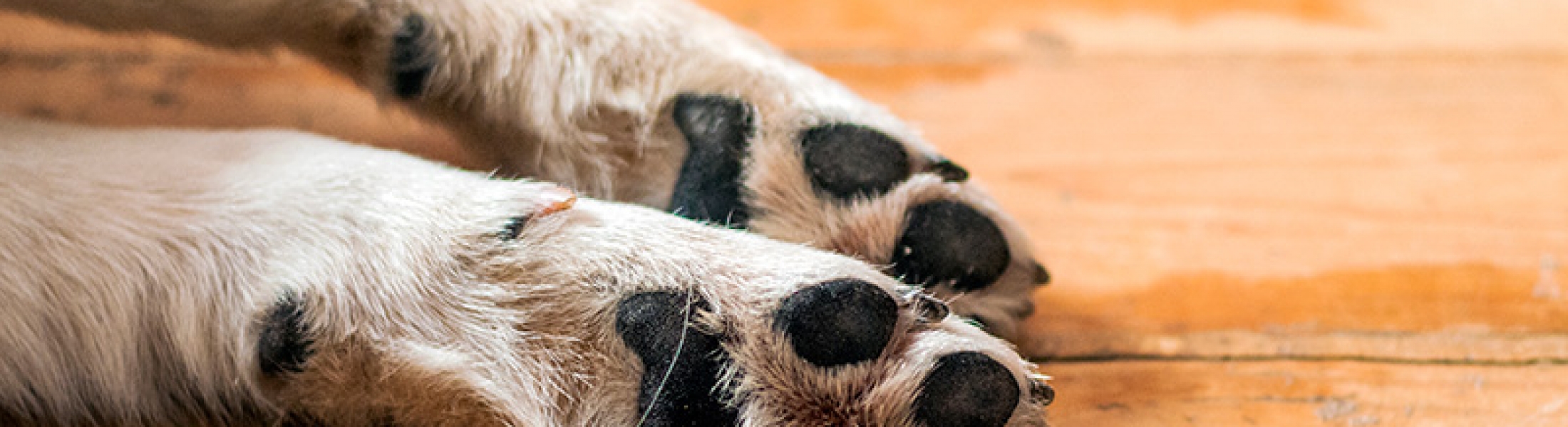 La solución a las heridas y problemas en las almohadillas de los perros Clínica Argos La solución a las heridas y problemas en las almohadillas de los perros Clínica Argos
