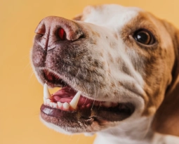 Mal aliento (halitosis) en perros y gatos: ¿a qué se debe?