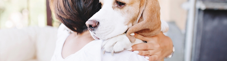 afecta la leptospirosis a los perros? | Clínica Argos
