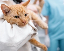 Calicivirus felino: la gripe de los gatos