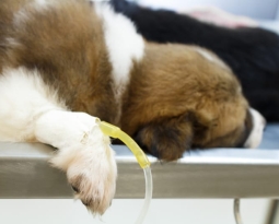 Cáncer en perros: ¿cómo afrontarlo?