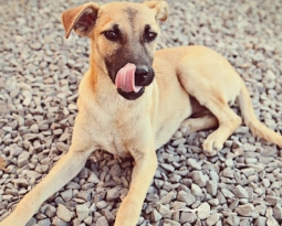 ¿Por qué mi perro come piedras?